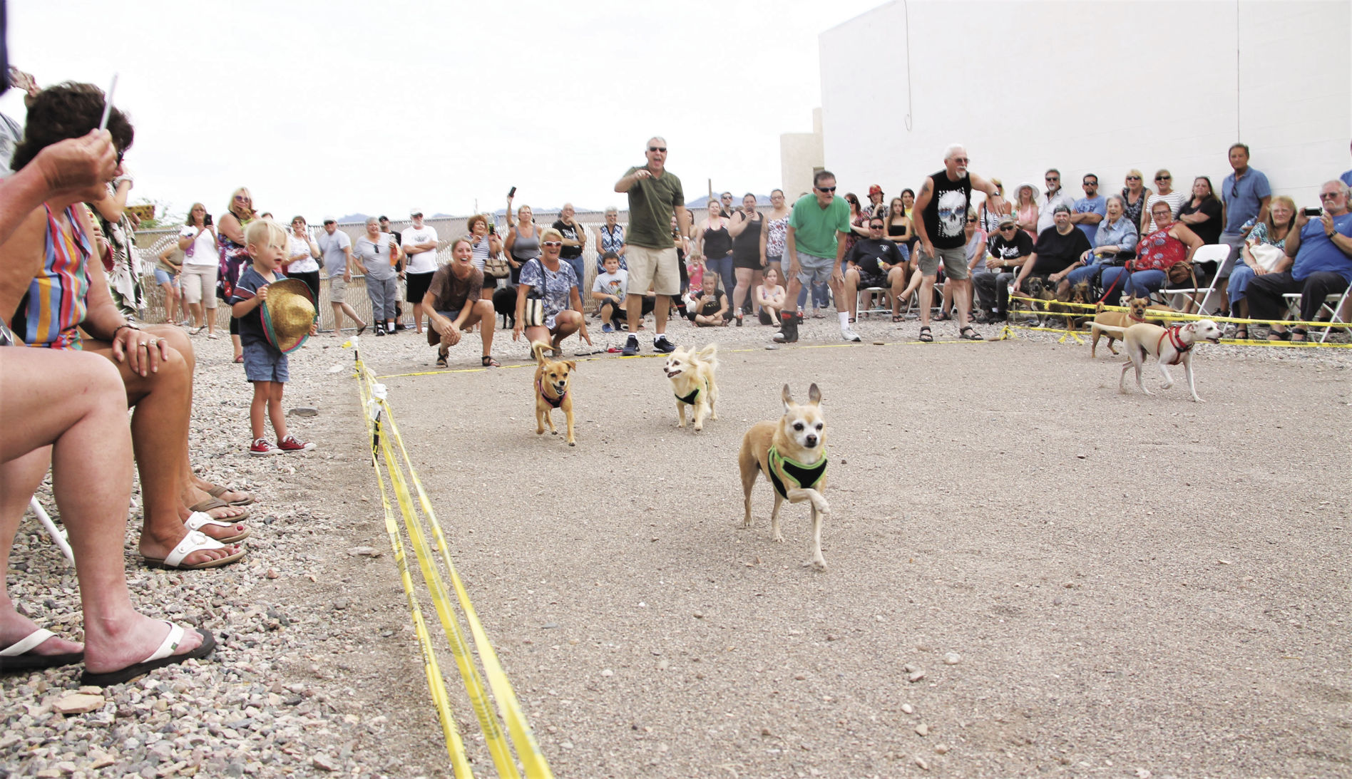 Cinco de Mayo Chihuahua races: A dog-gone good time